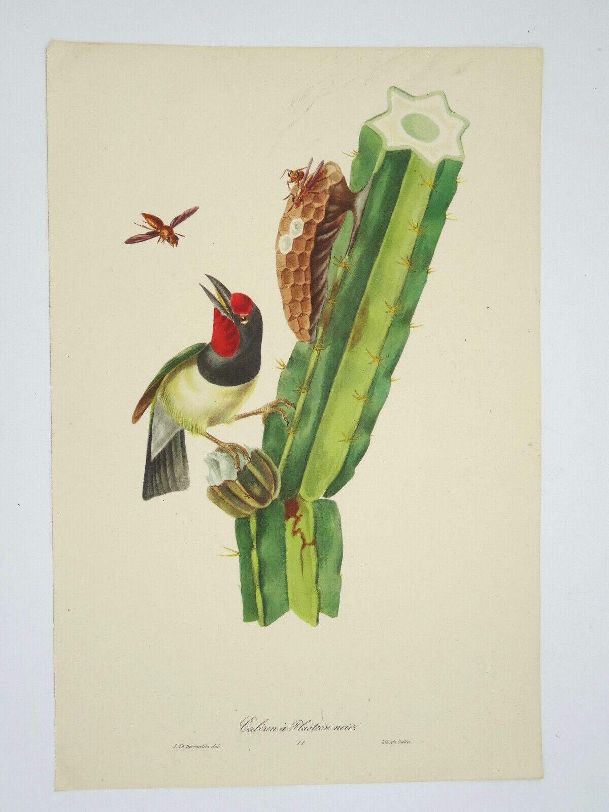 BIRDS OF BRAZIL CABEZON A PLASTRON NOIR Callier DESCOURTILZ  LITHO