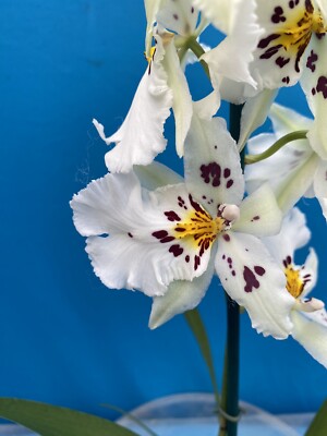 Odontocidium Shk. Mem Bob Hill  Whitish  Blooming Orchid Hybrid 4  Pot