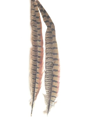 RINGNECK PHEASANT TAIL FEATHERS - 12-18 inches - 2 pc. - Fly Tying Materials