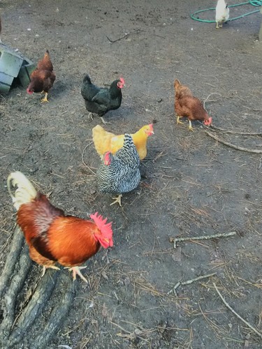 12 Barnyard Mix Hatching Chicken Eggs