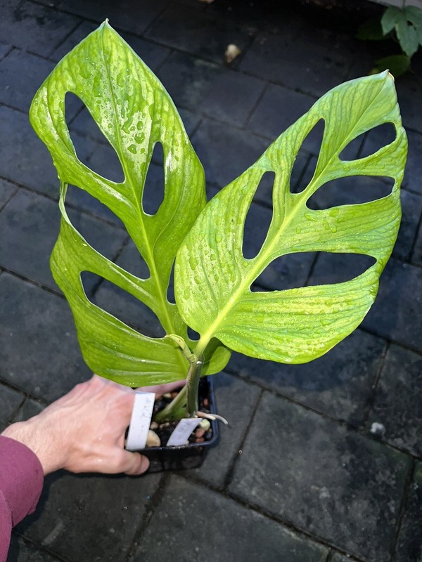 Monstera Sp Loli  From Ecuador