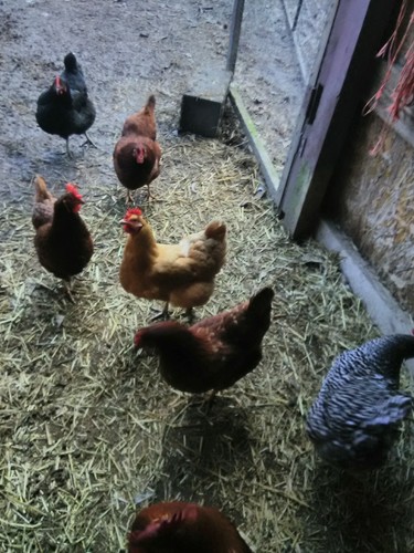 12 Barnyard Mix Hatching Chicken Eggs
