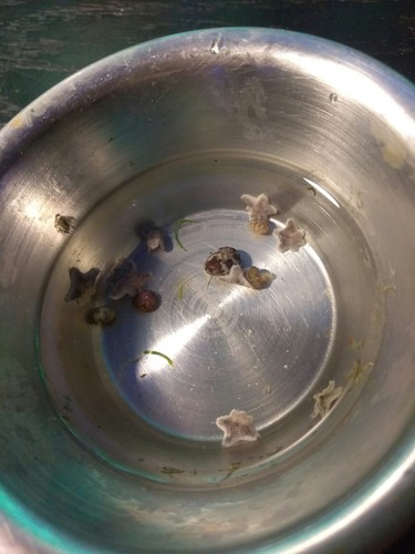 100+ Live Asterina Starfish ## Reef clean up cuc easy algae harlequin shrimp