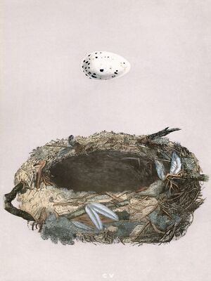 9122.Decoration Poster.Home wall.Room art design.Egg and Nest.Japanese decor