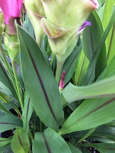 2 bulbs CURCUMA COMOSA CURCUMIN HEBE FRESH BULB RHIZOME - US Seller