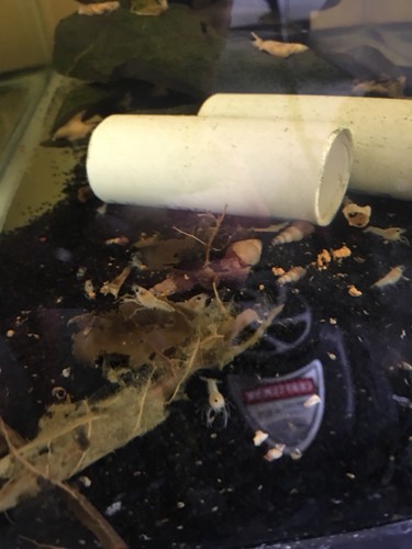 5+1 White Crayfish 1/2