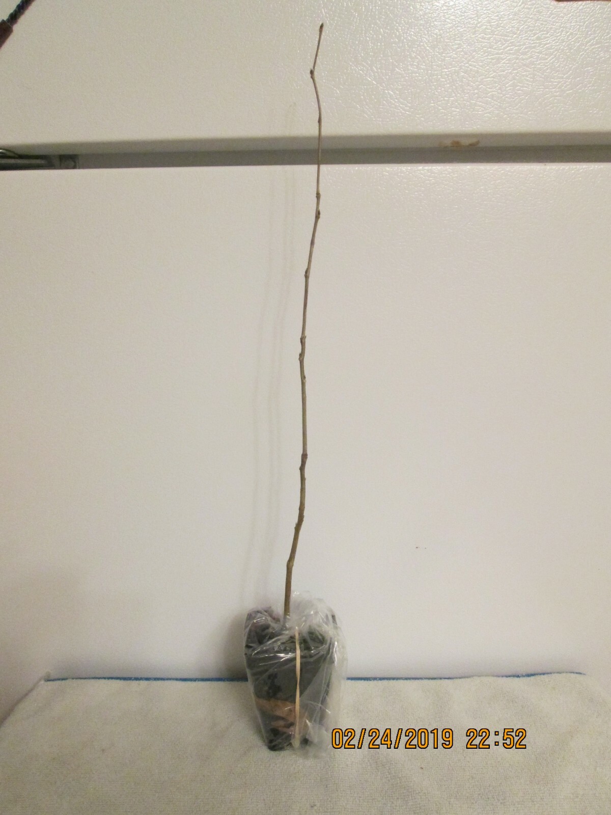 Stunning Live Chinese Blue Weeping  Wisteria Tree ** 4