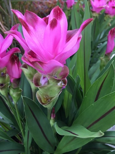 2 bulbs CURCUMA COMOSA CURCUMIN HEBE FRESH BULB RHIZOME - US Seller