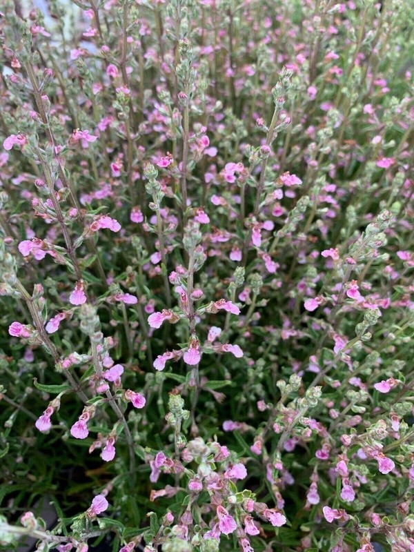 Germandre Des BalÃ©Ares - Teucrium Asiaticum - 5+ Graines - Graines - E 337