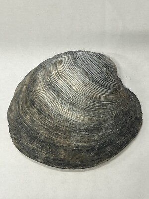 RARE Fossilized CLAM Shell ( 1/2 ) From Central Florida - Pliocene Era.