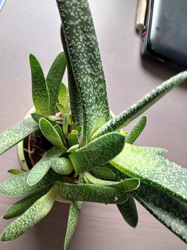 1x Gasteria Carinata Sukulente Zimmerpflanze, Ableger,Ca 5cm,BÃ¼Ro/WohnrÃ¤Ume