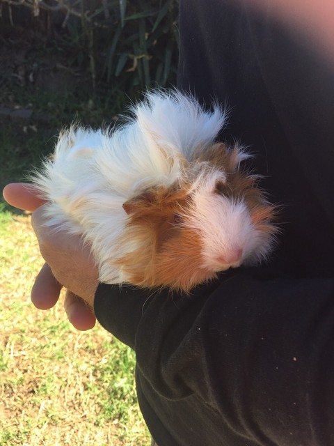 Female Tan and Whit Abyssinian Guinea Pig | Other Pets  