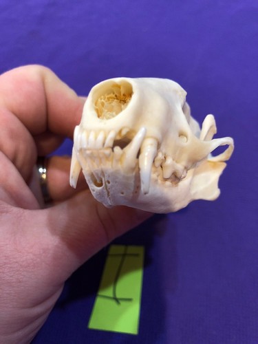 Real XXL Skunk Skull Animal Mount Man Cave Cabin Western Decor Unique Christmas