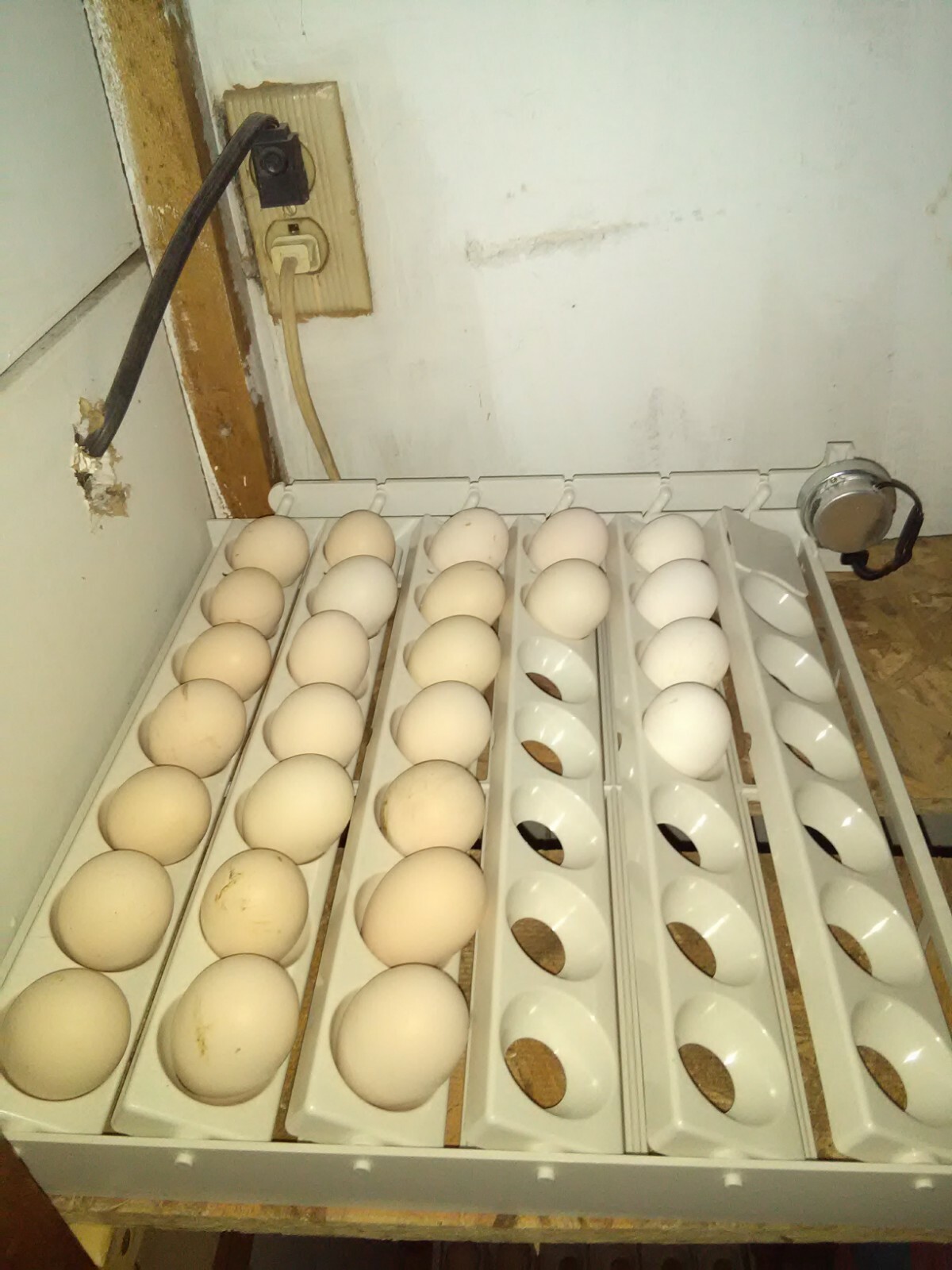 6 BLUE SLATE TURKEY FERTILE HATCING EGGS  (THIS IS NOT A PRESALE!!!)