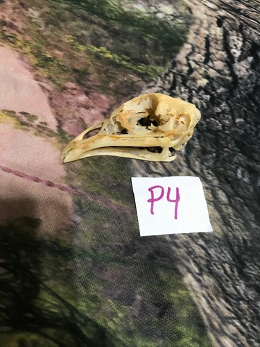 Real XL Chicken Skull Animal Bone Fowl Unique Gift Halloween Decor flea market