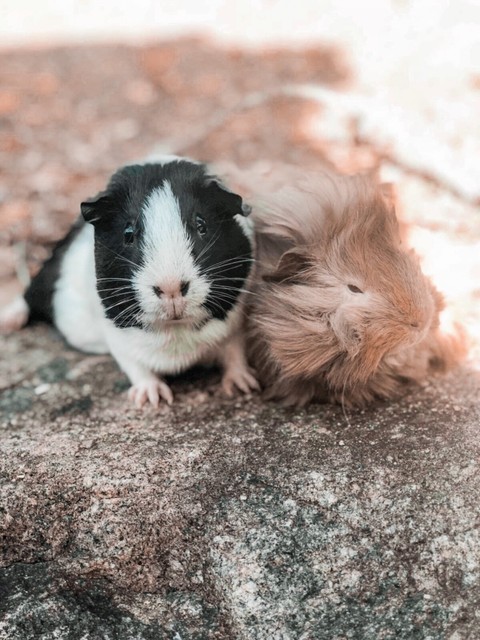 Female Guinea pigs for sale | Other Pets | Gumtree ...