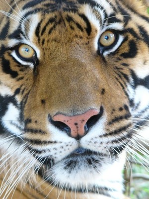 Tiger Haven, Inc.