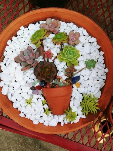 Succulent arrangement kit all you need(no soil) included to make plants cuttings