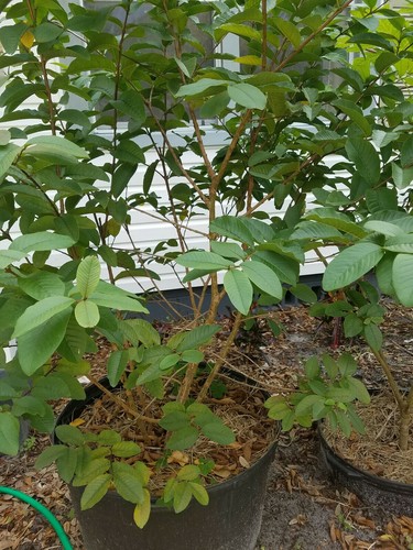 Mexican Guava Tree 5 years old Grafted 5 feet tall 25 gallons
