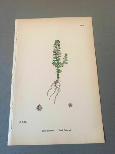 ORIGINAL 1865 Botanical Engraved Hand Colored Copperplate Flower James Sowerby