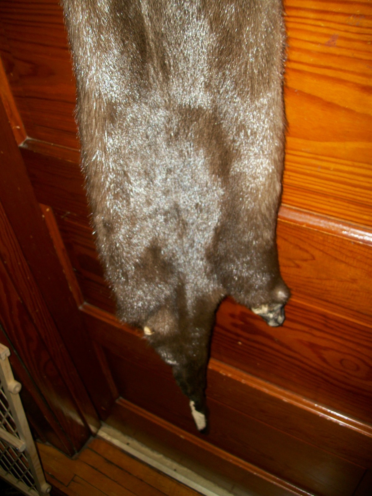 HUGE tanned RIVER OTTER fur pelt skin 4 FEET CLAW taxidermy craft cites TAG OF9