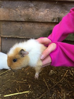 Cute Baby Long Hair Guinea Pigs 2 X Males 20 Each South Lake