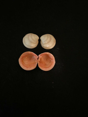 2 Lucina carnosa Dunker 15 mm & 17 mm South Africa