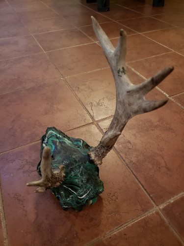 Whitetail Deer Antler Taxidermy European Mount 7 Point Palmated Freak Painted