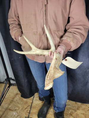 Wild Whitetail Deer Antler Shed Horn Rack Decor 4 Point 48'' Wave IA Shed Freak