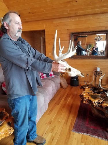 Whitetail deer antlers heavy beams.