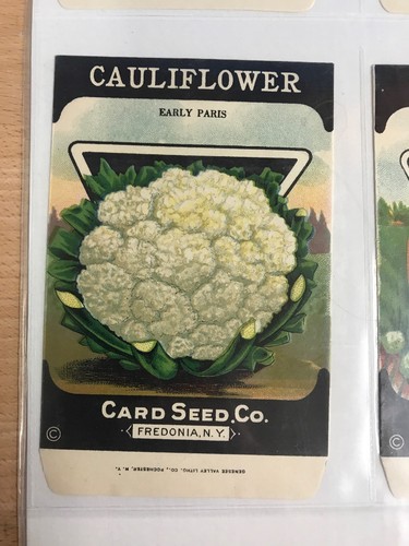 (4) Antique ~ 1920's ~ Card Seed Co. Empty ~ Seed Packets ~ Fredonia, NY