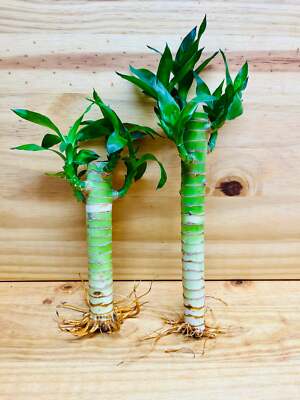 Lucky Lotus Bamboo One 8  & One 6  Stem