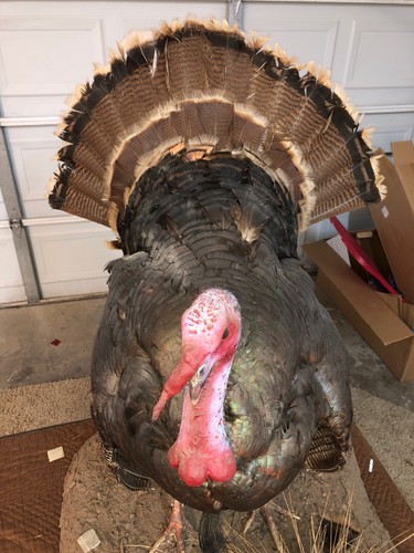 Full Wild Turkey Mount Vintage Taxadermy.