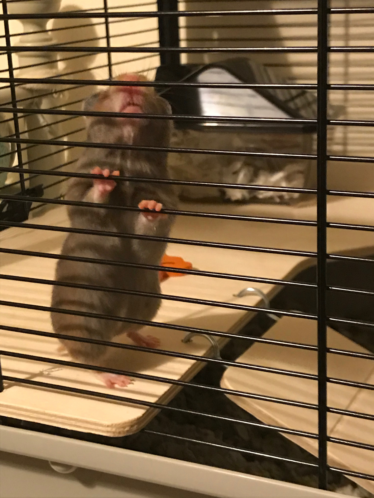 grosvenor hamster cage