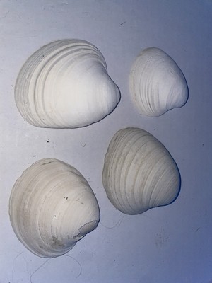 Hard shell Clam Fossils 4pcs Deal!