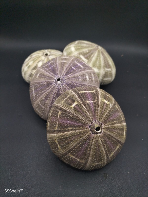4 X Alfonso Sea Urchins. 3.5-4
