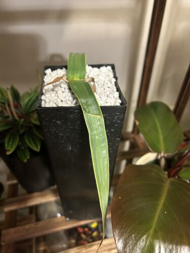 Welwitschia mirabilis | eBay Welwitschia mirabilis | eBay