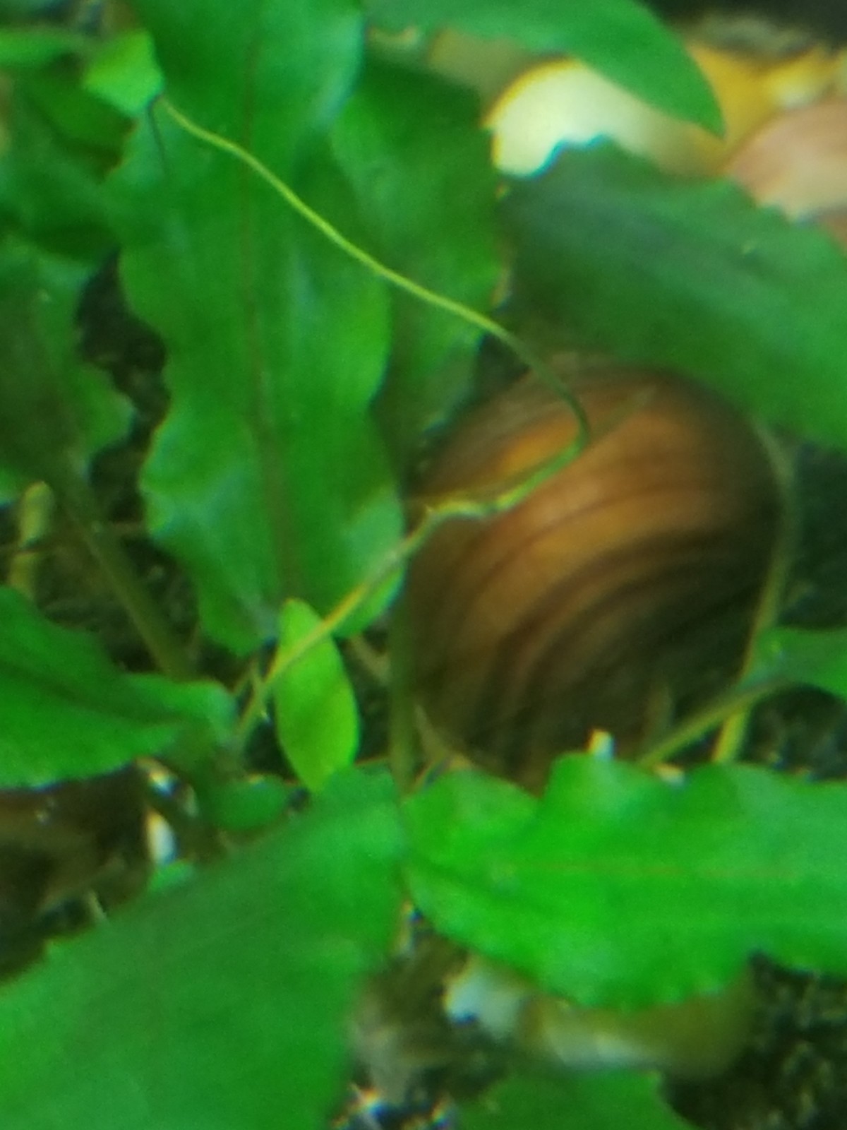 3 live Magenta Mystery Snails (dime size and up)