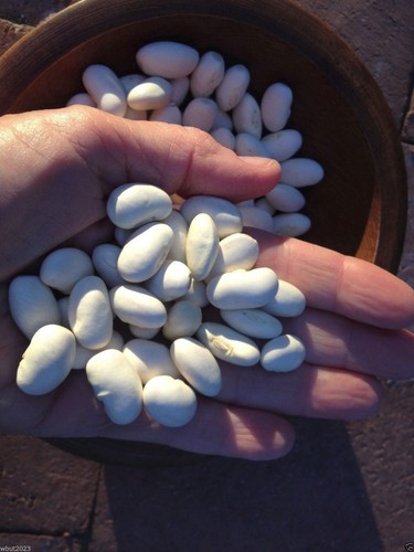 giant aztec white runner-beans - (50 seeds), aka bordal and "