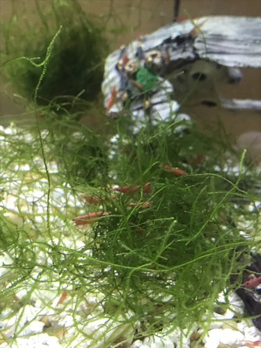 15+ LIVE Red Cherry Shrimp + FREE MOSS