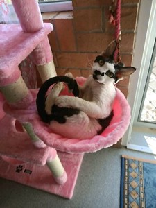 devon rex gumtree
