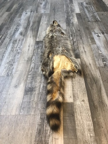 Soft Tanned Raccoon Pelt. XXL Prime. Cabin. Home Decor.
