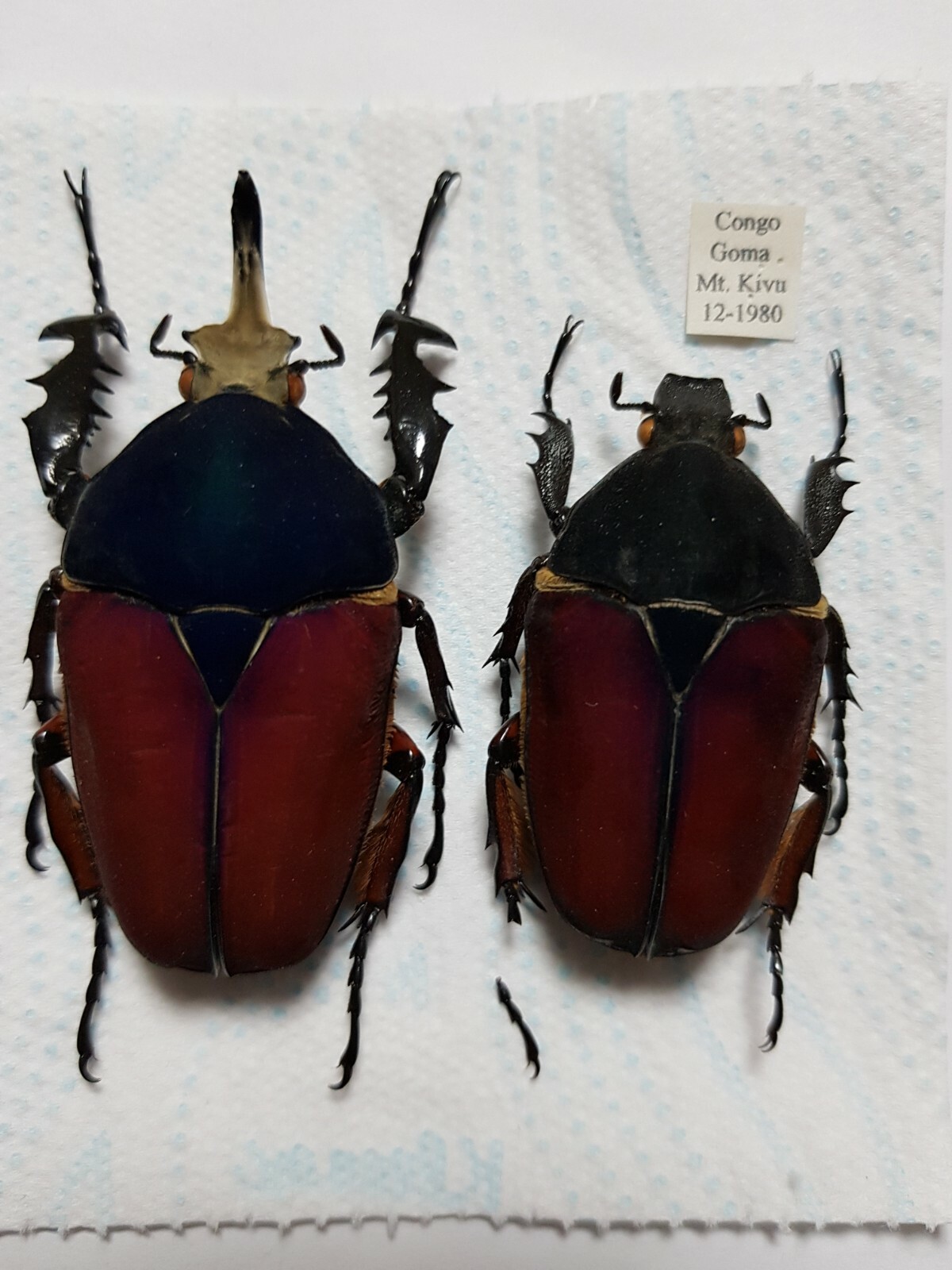 Купить Жуки Mecynorhina Mecynorrhina torquata ugandensis wild pair в