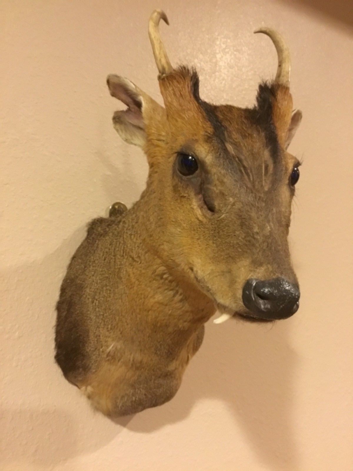Reeves muntjac shoulder mount head taxidermy horns fangs vintage