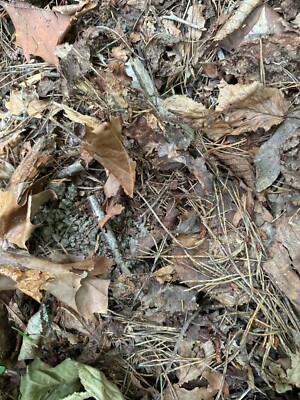 LIVE ORGANIC Substrate Living Soil Mycelia Bio-Active FOREST FLOOR Fresh NICE