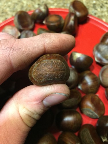 60 Medium Dunstan Chestnuts