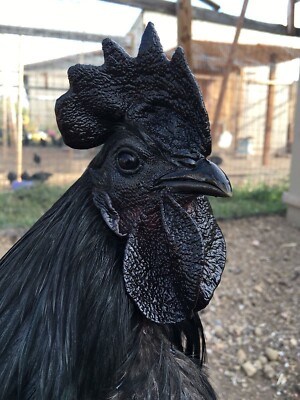  6 Hühner, Bruteier, Ayam Cemani, Höllenhuhn....