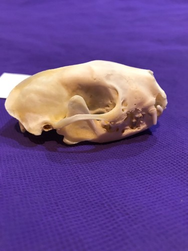 Real Unique Odd Skunk Skull Animal Mount Man Cave Cabin Decor Craft Freak Oddity