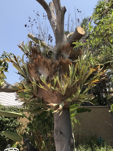 Staghorn Fern 4 ft in height and 8 feet diameter