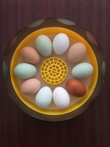 10 Chicken Eggs Portable Mini Incubator LED Digital Incubator Poultry Hatcher